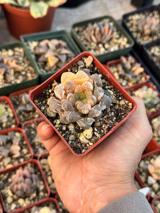 Haworthia sunrise variegada