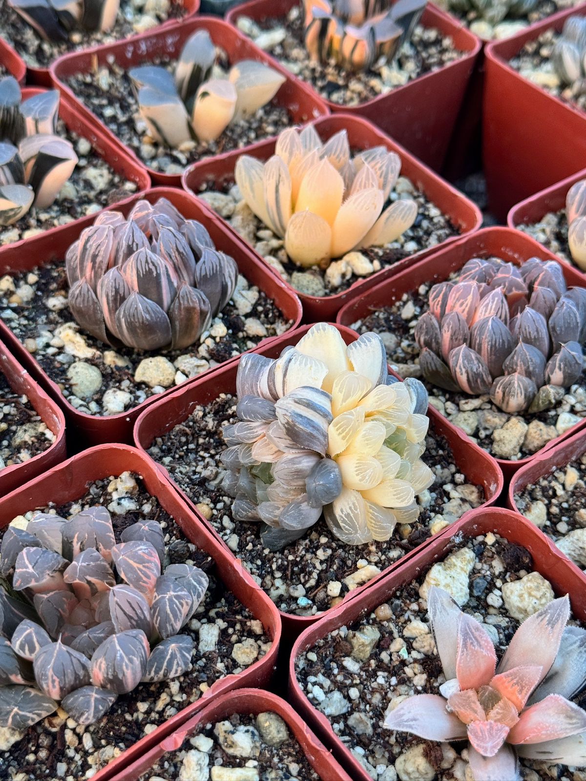 Haworthia sunrise variegada