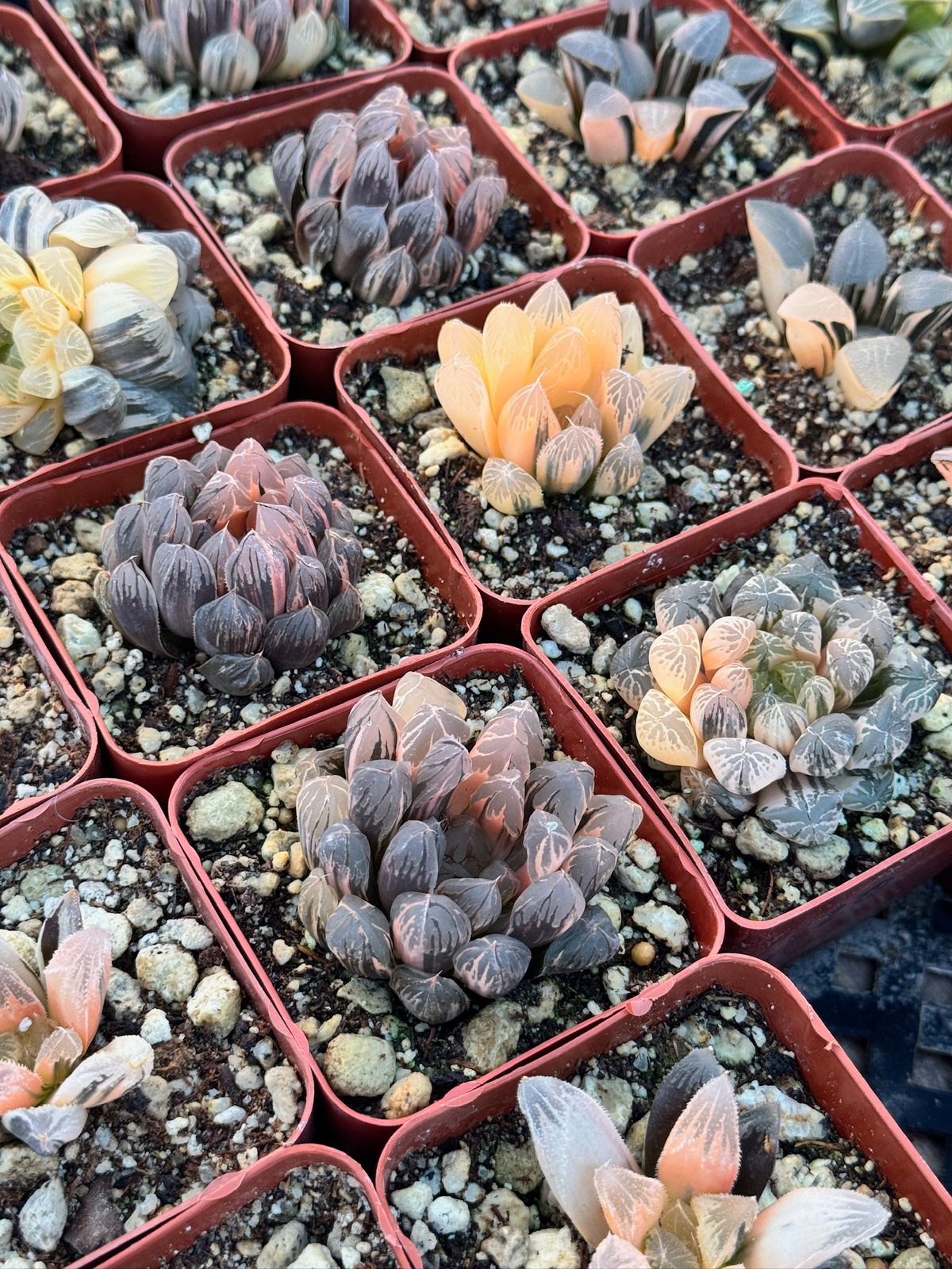 Haworthia sunrise variegada