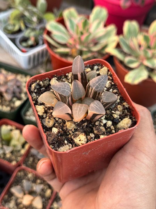 Haworthia correcta Variegada