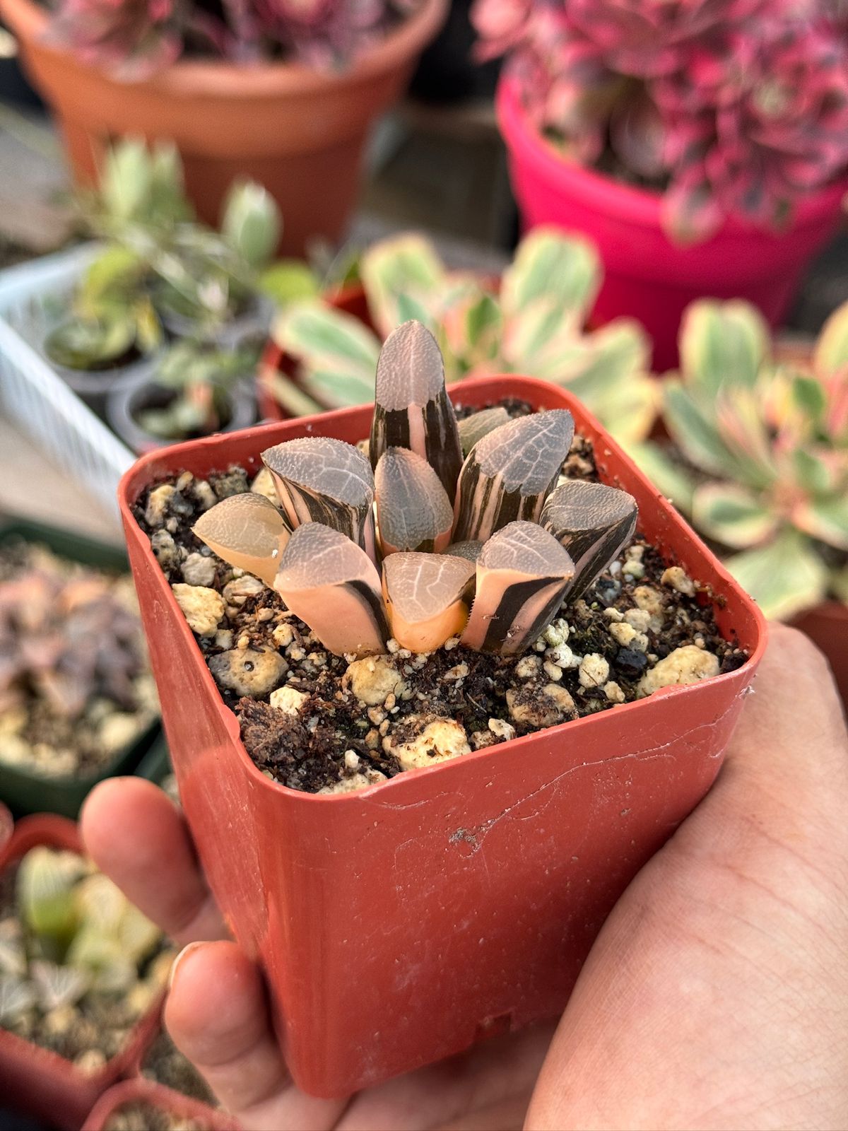 Haworthia correcta Variegada
