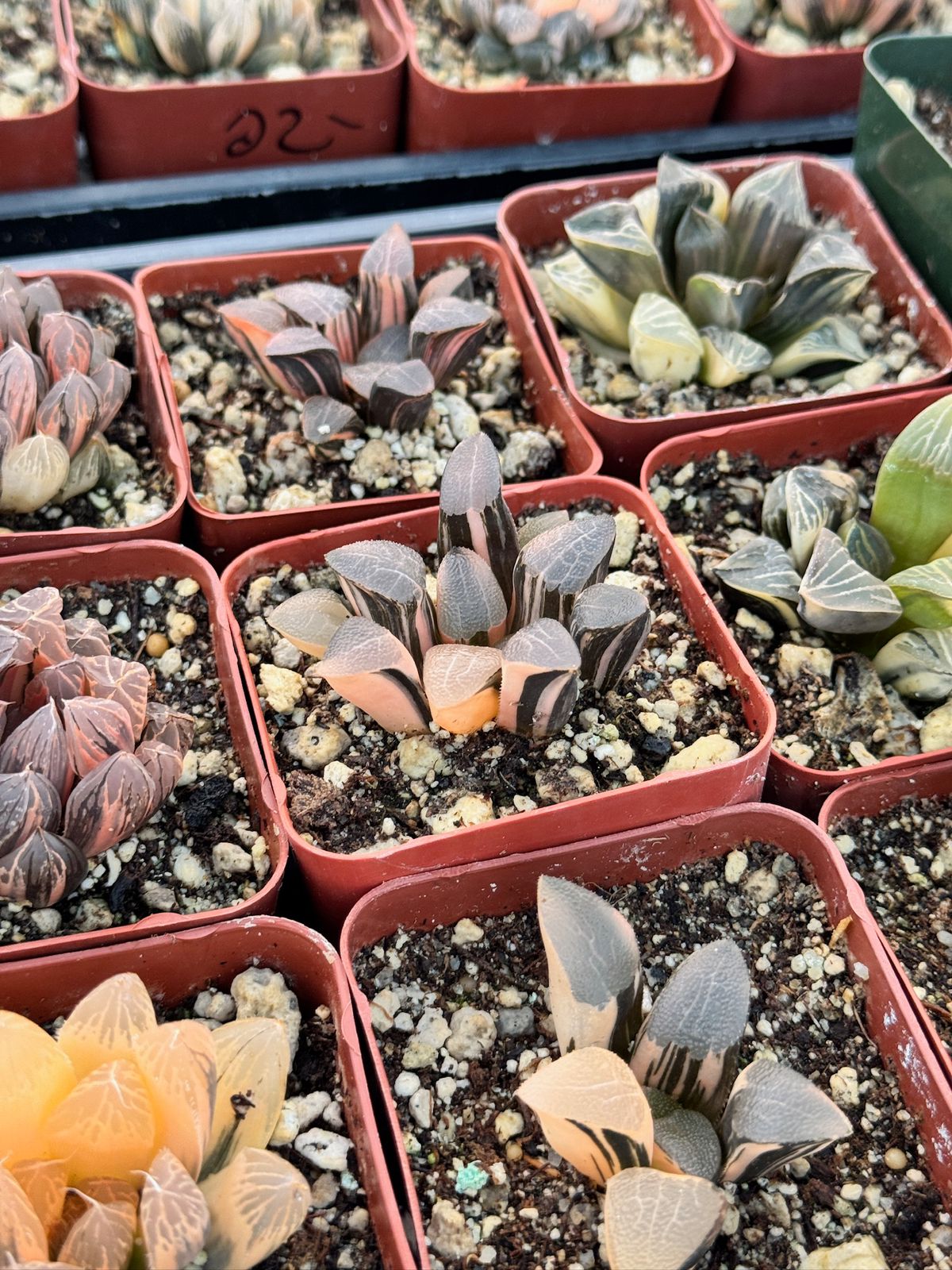 Haworthia correcta Variegada
