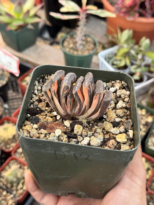 Haworthia Truncata variegada