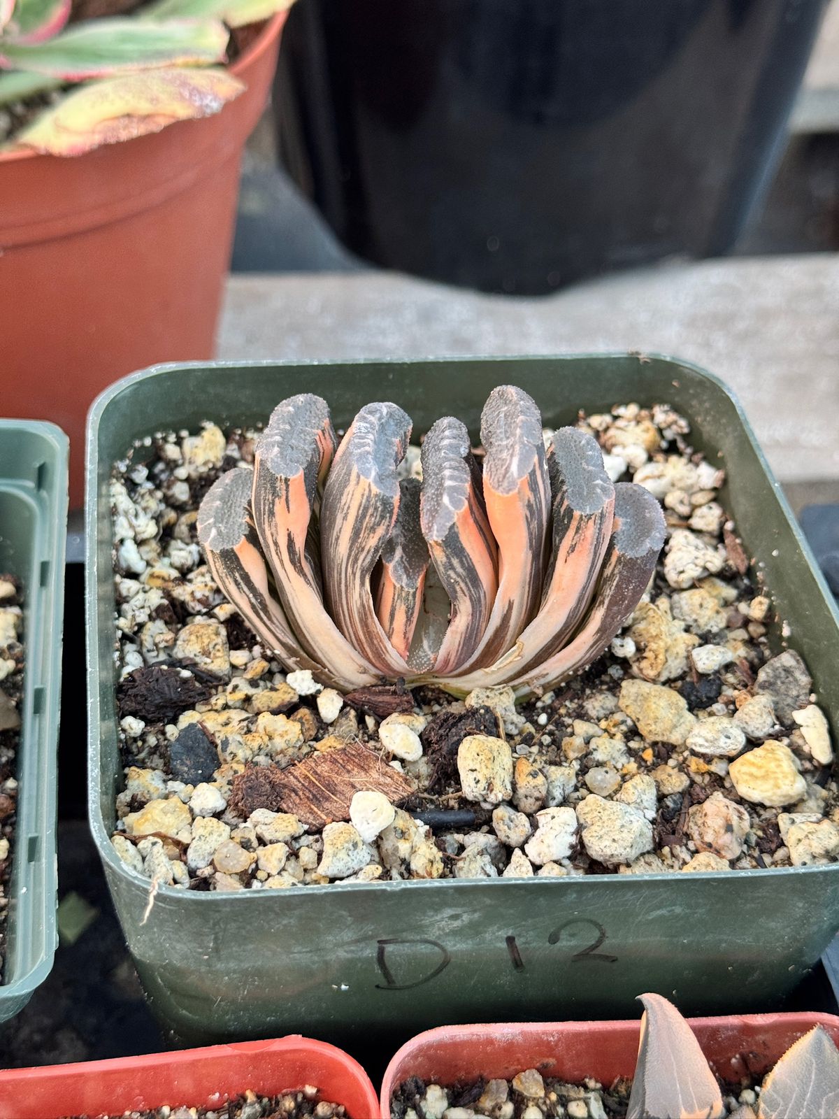 Haworthia Truncata variegada