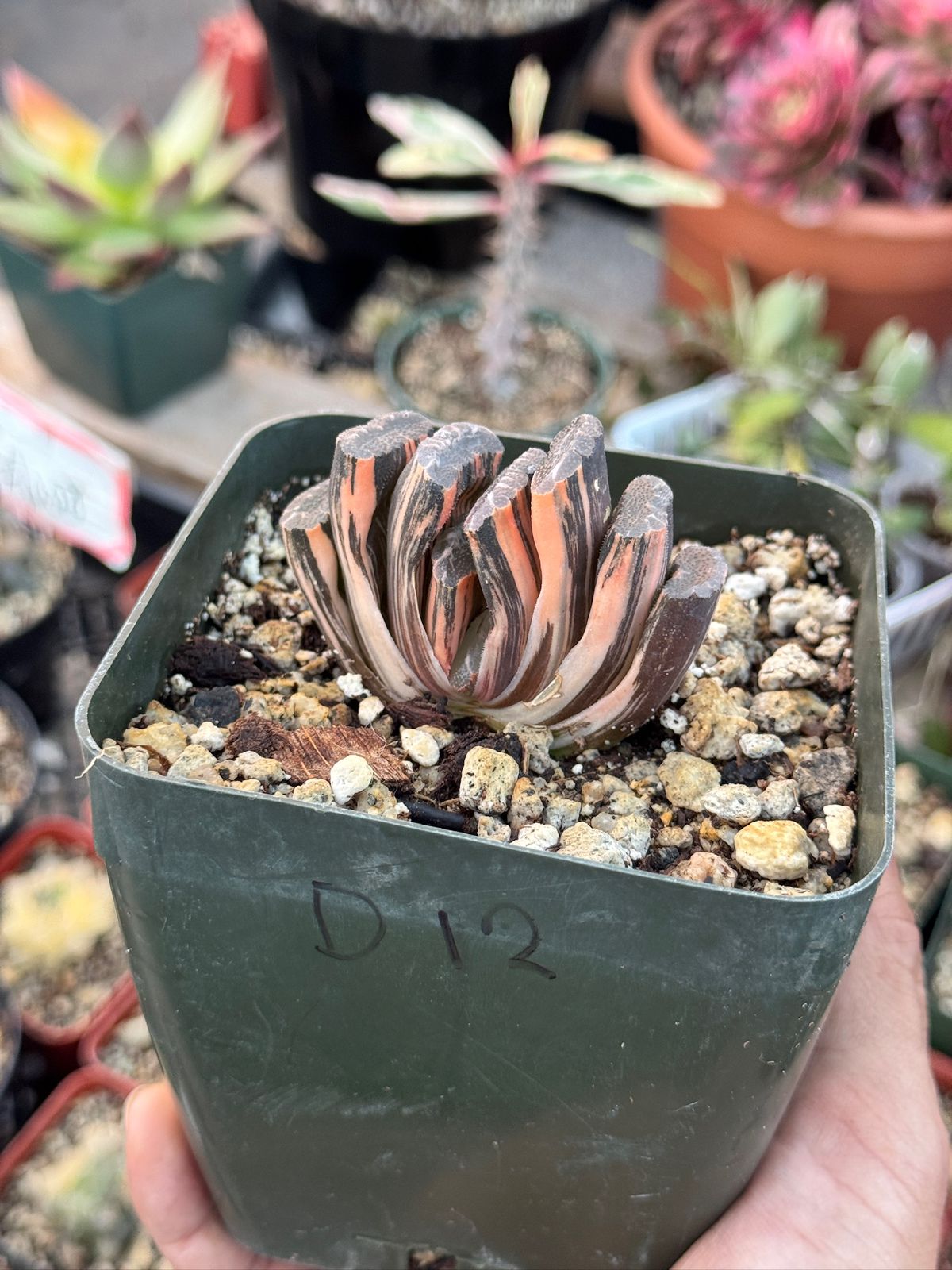 Haworthia Truncata variegada