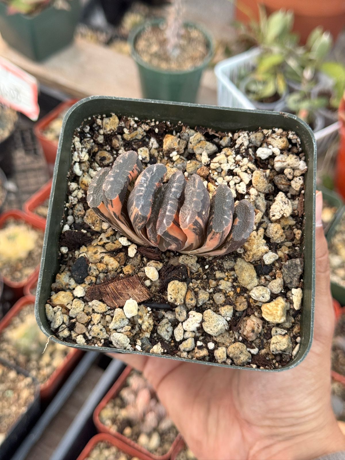 Haworthia Truncata variegada