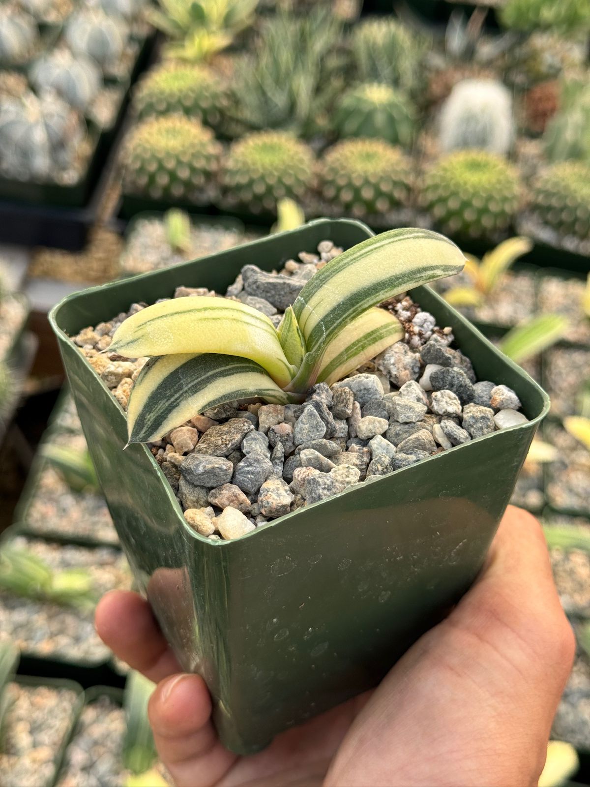 Gasteria glomerata variegada