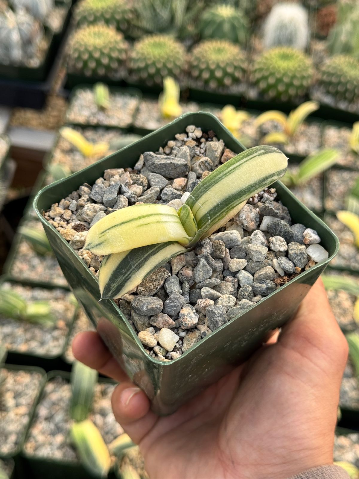 Gasteria glomerata variegada