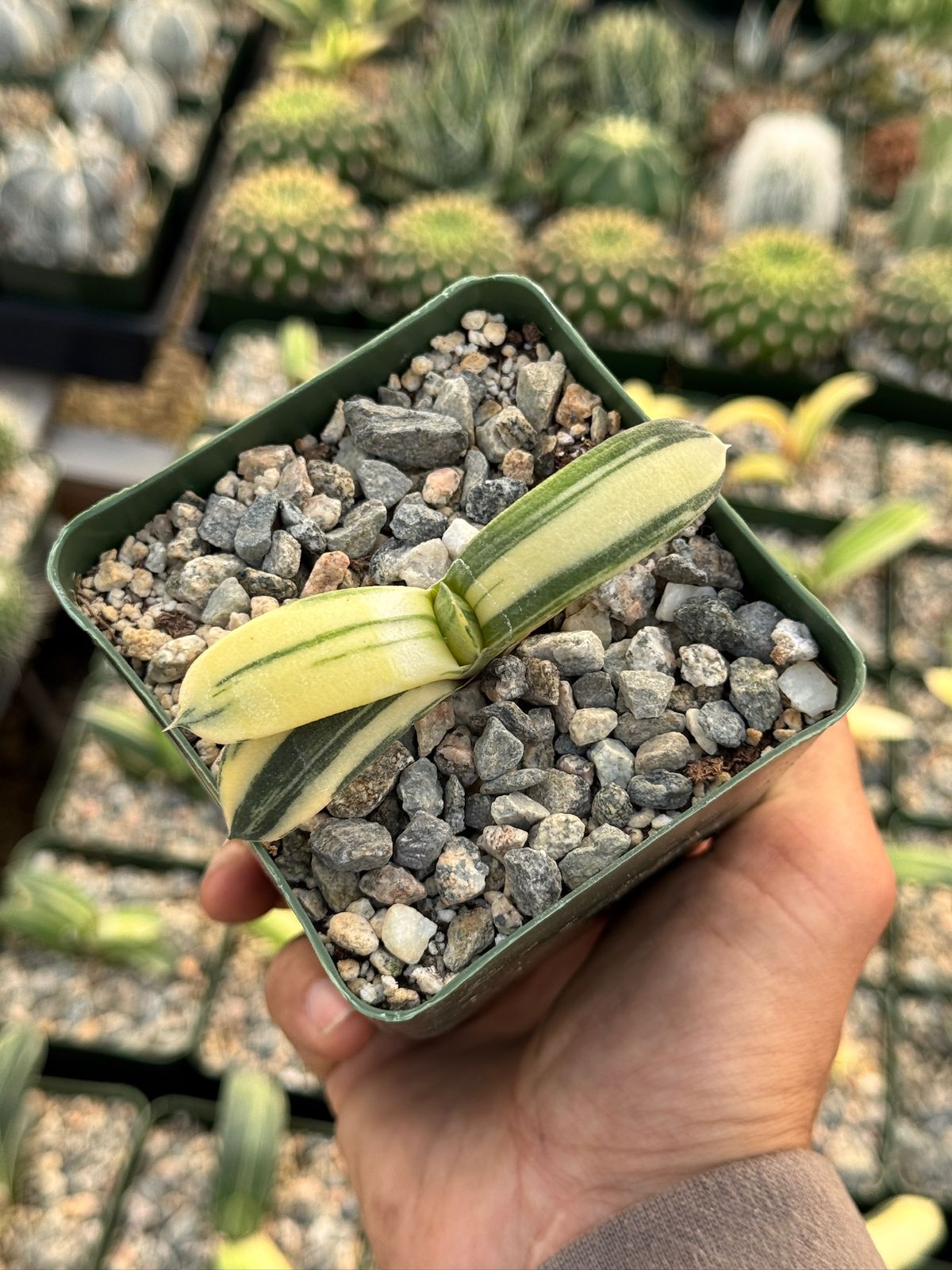 Gasteria glomerata variegada