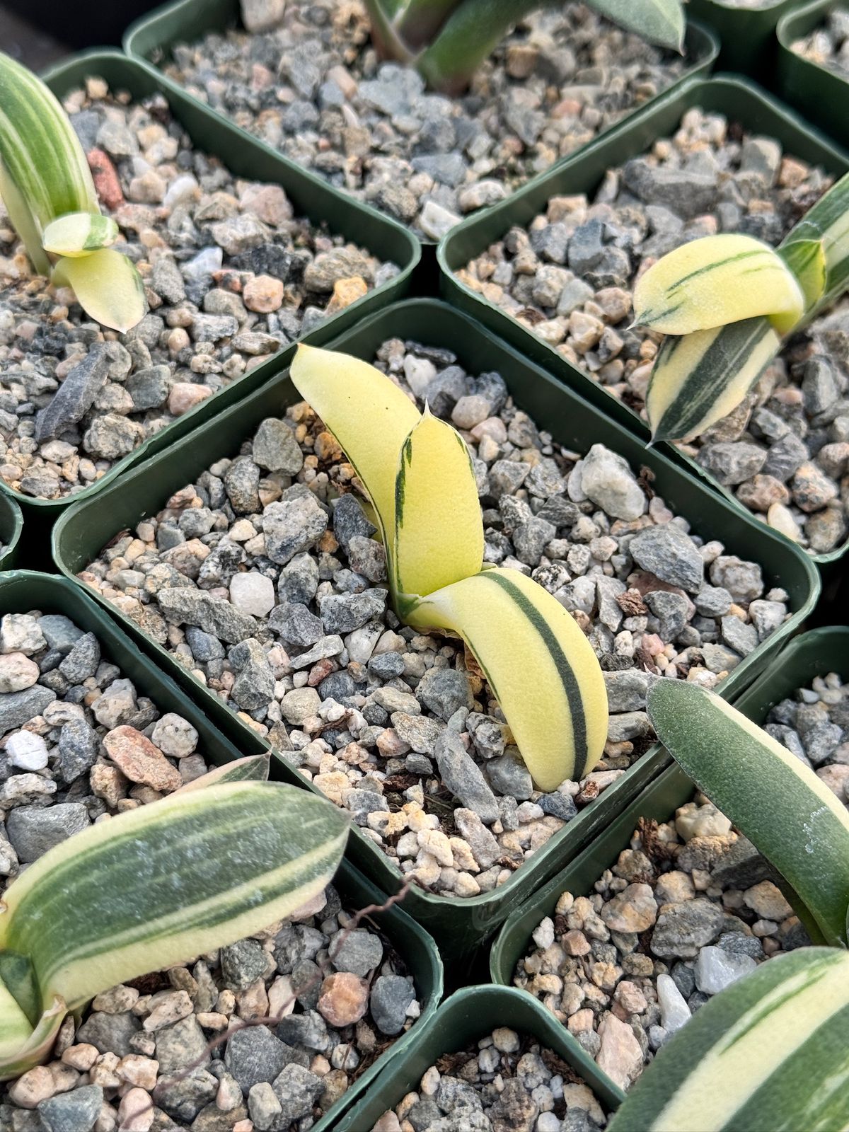 Gasteria glomerata variegada
