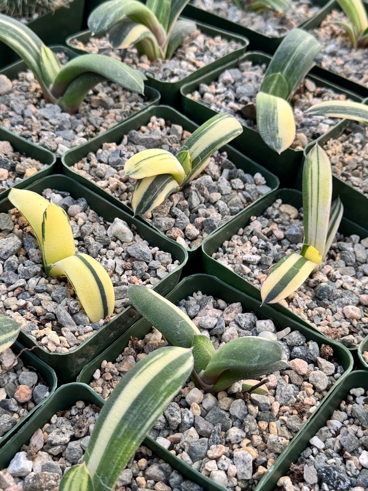 Gasteria glomerata variegada