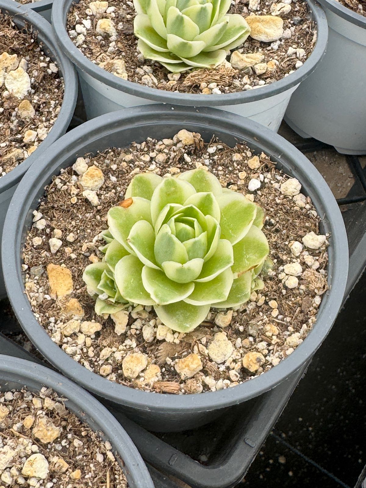 Greenovia snow fairy