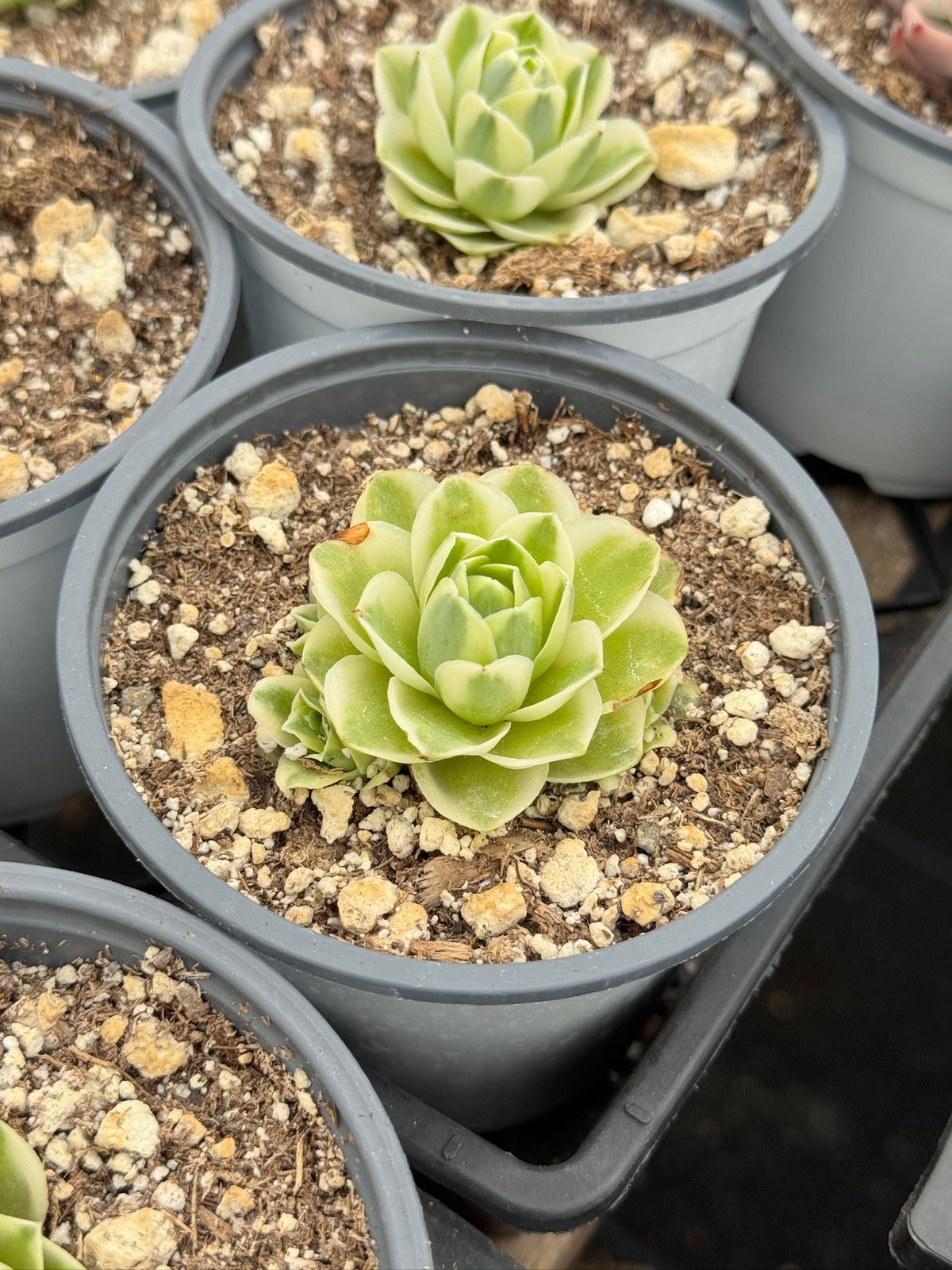 Greenovia snow fairy