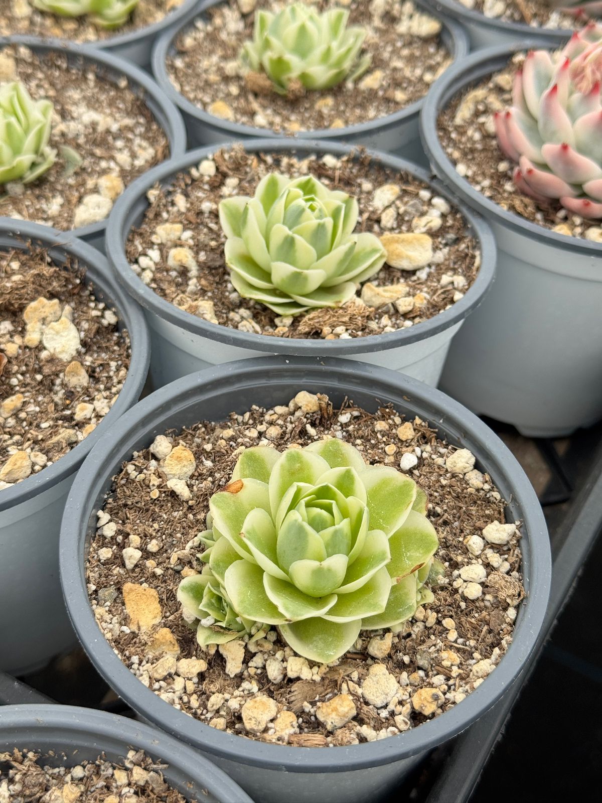 Greenovia snow fairy