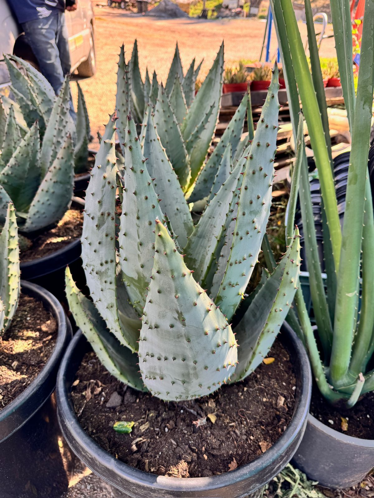 Aloe marlothii super gigante