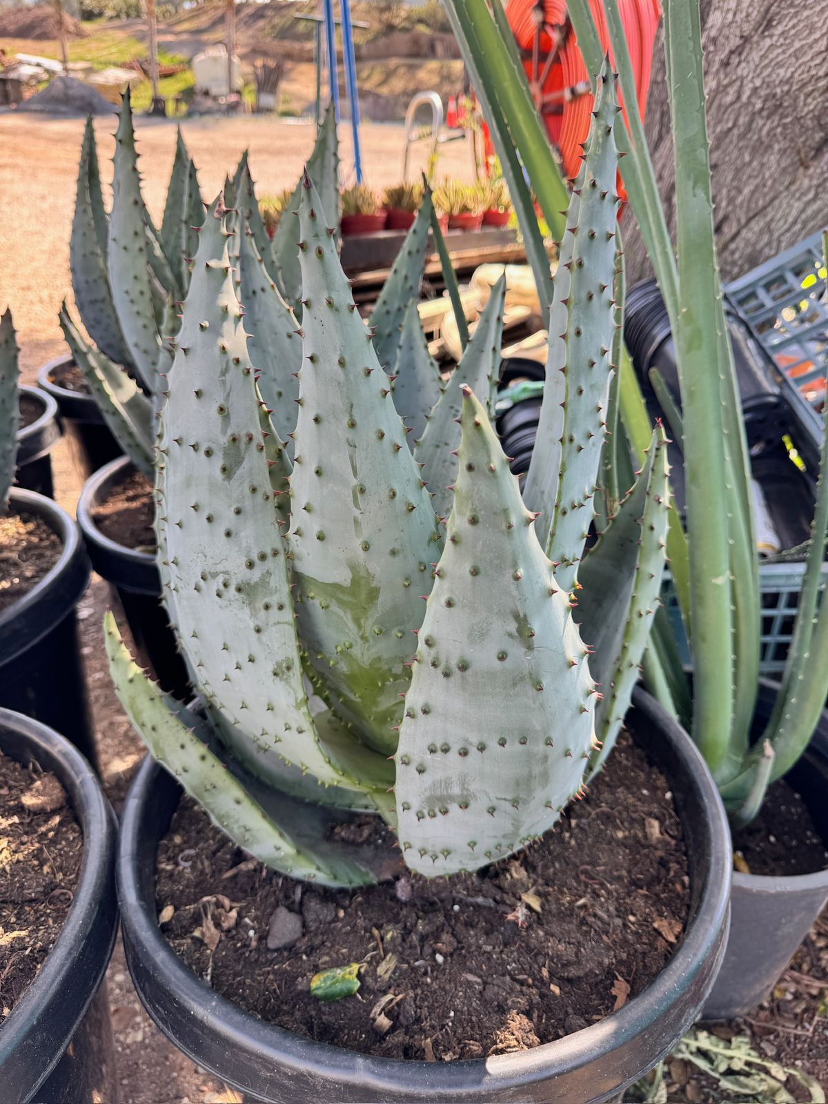 Aloe marlothii super gigante