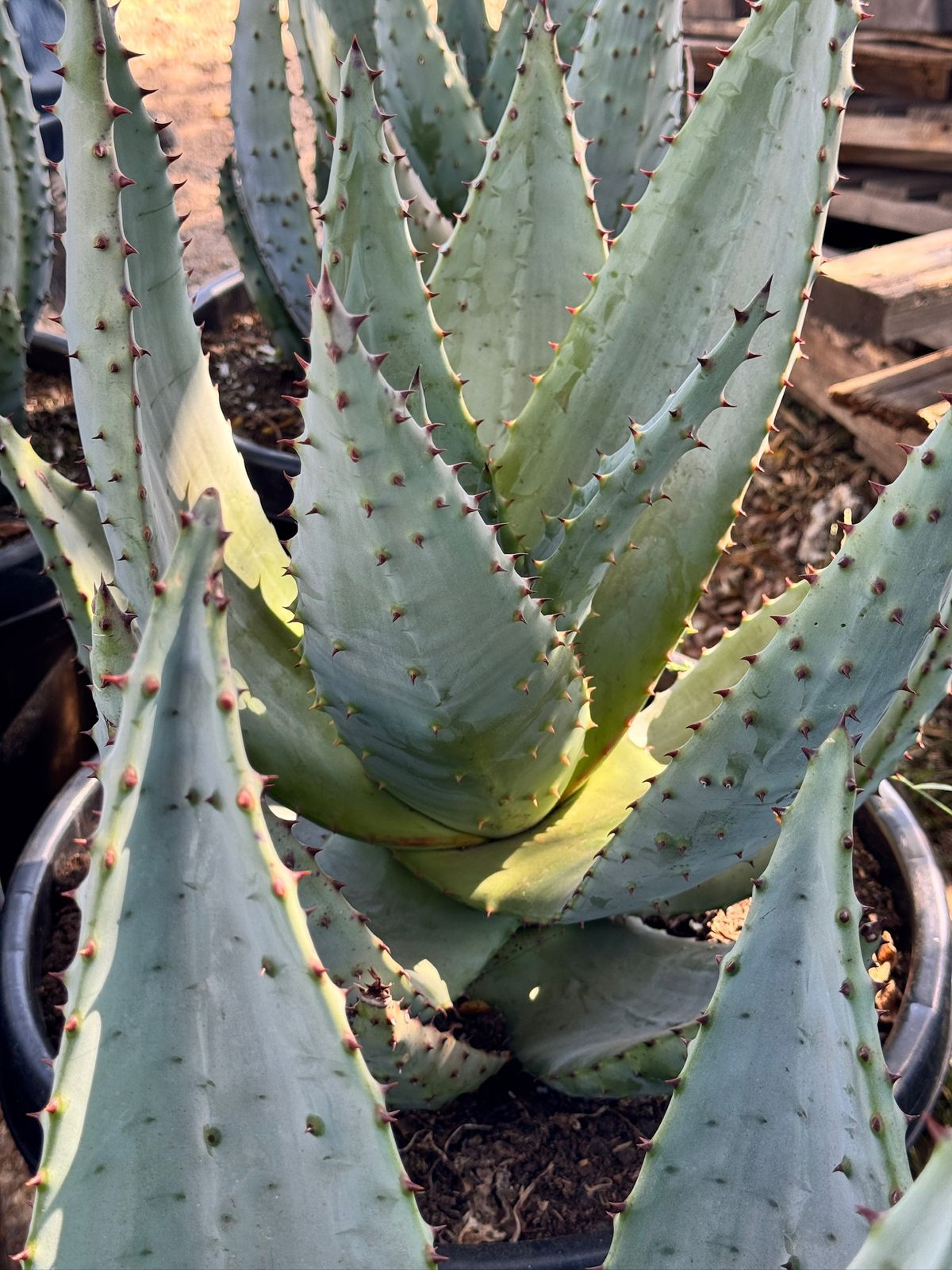 Aloe marlothii super gigante