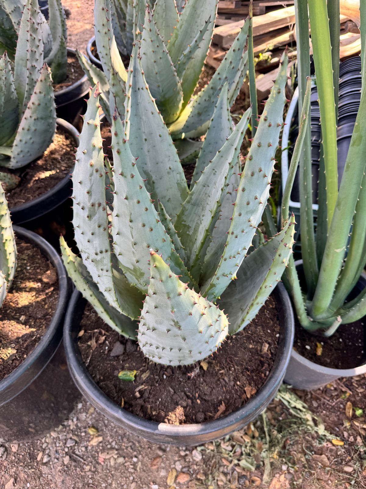 Aloe marlothii super gigante