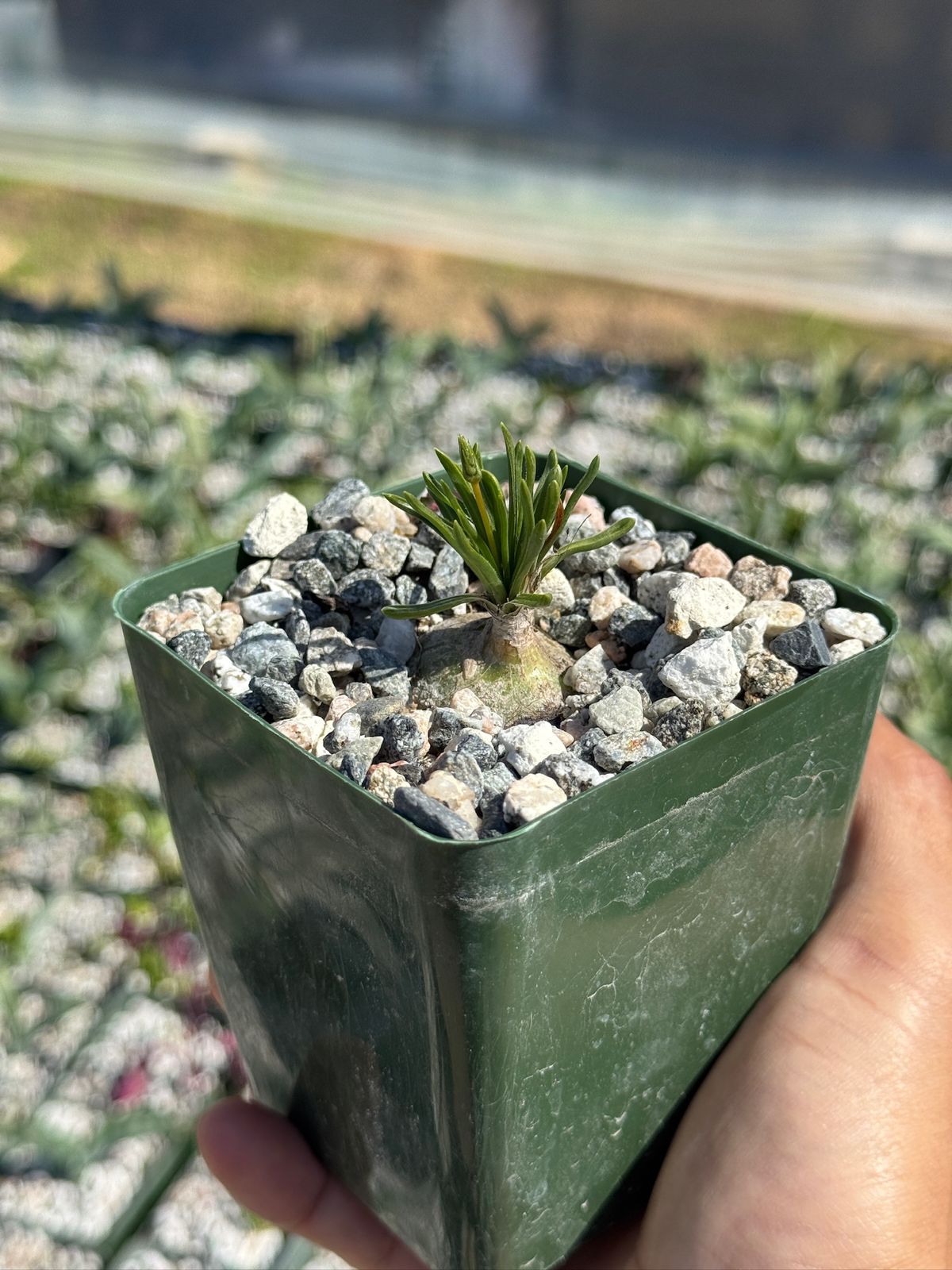 Ornithogalum perdurans