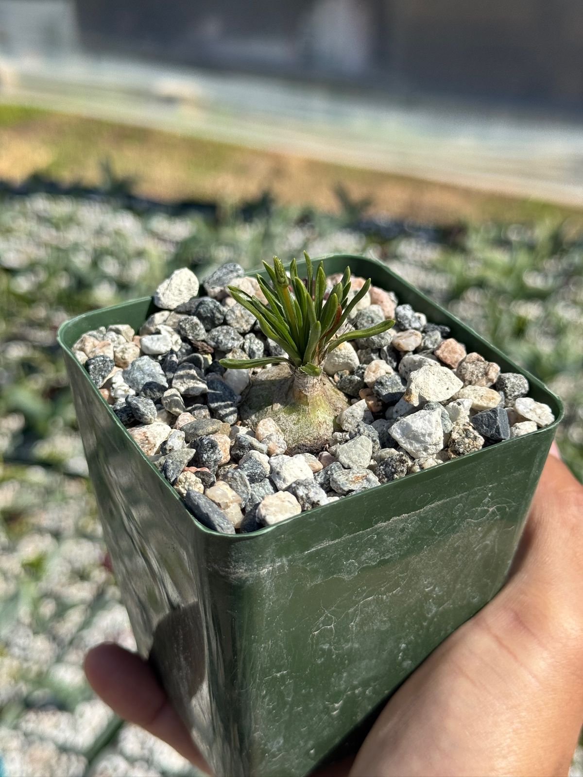 Ornithogalum perdurans