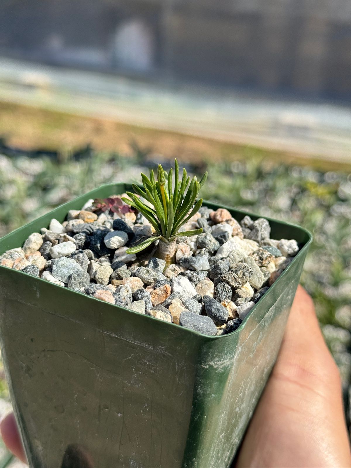 Ornithogalum perdurans