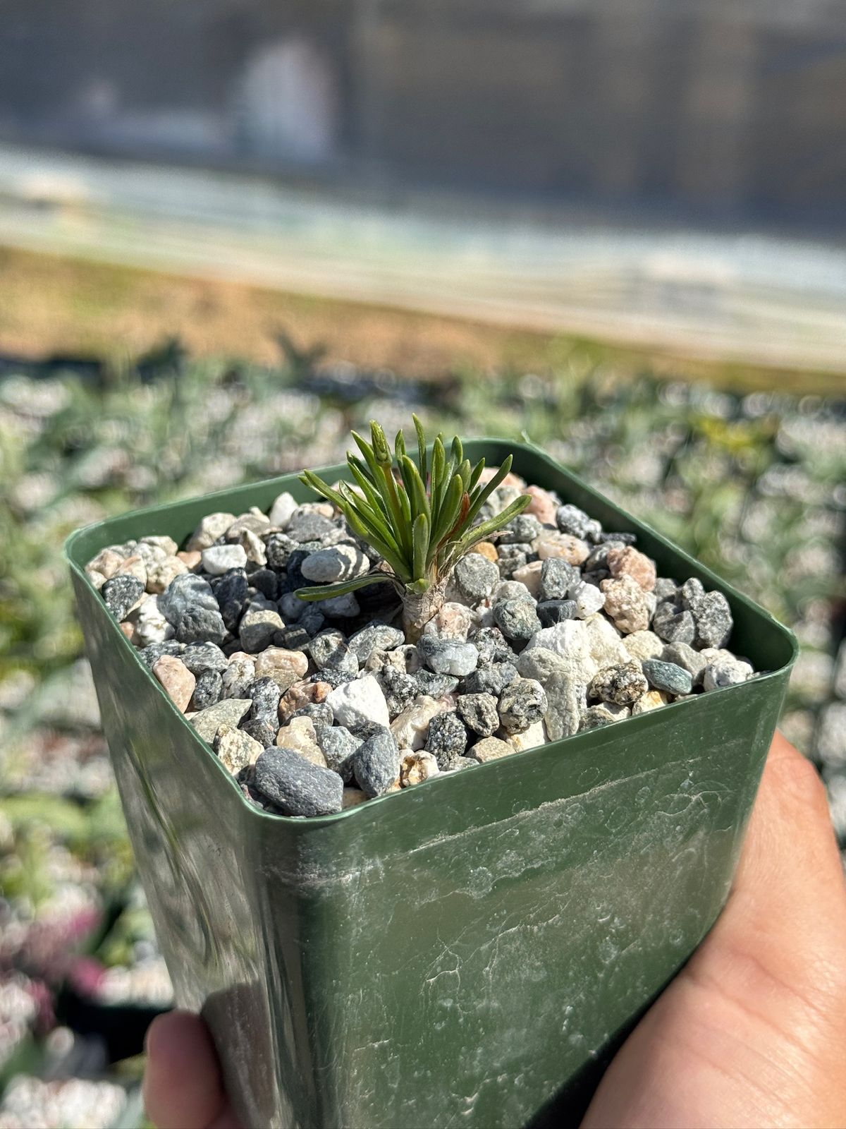 Ornithogalum perdurans