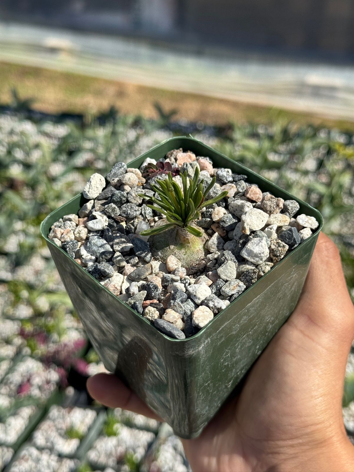 Ornithogalum perdurans