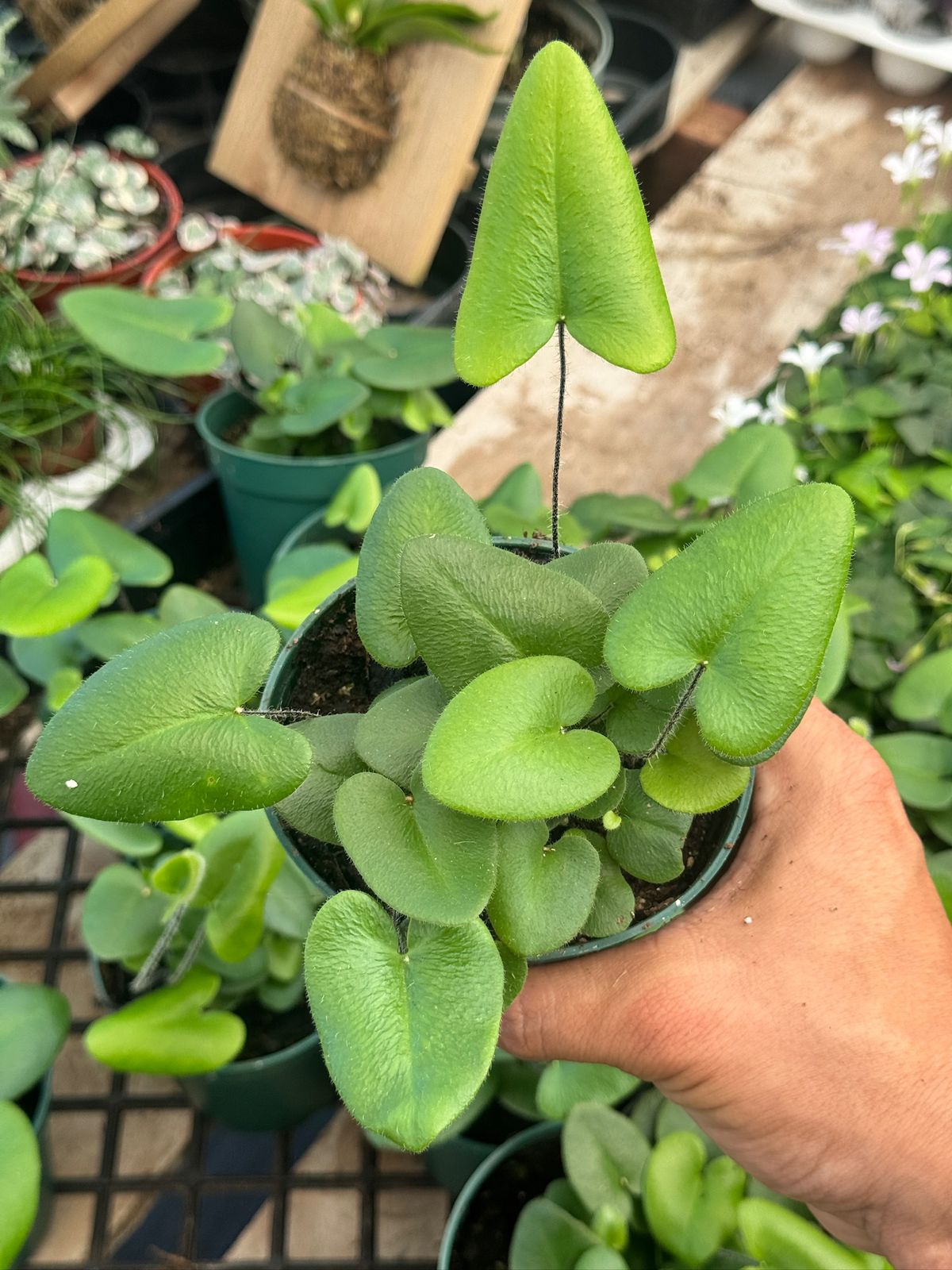 Hemionitis Arifolia