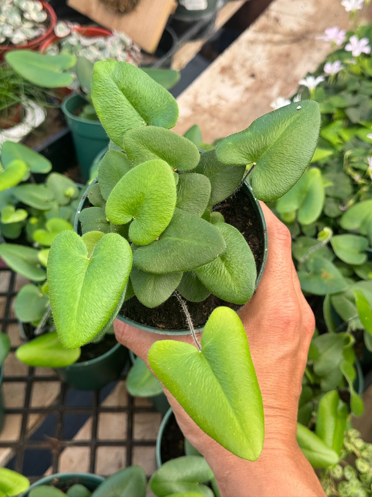 Hemionitis Arifolia