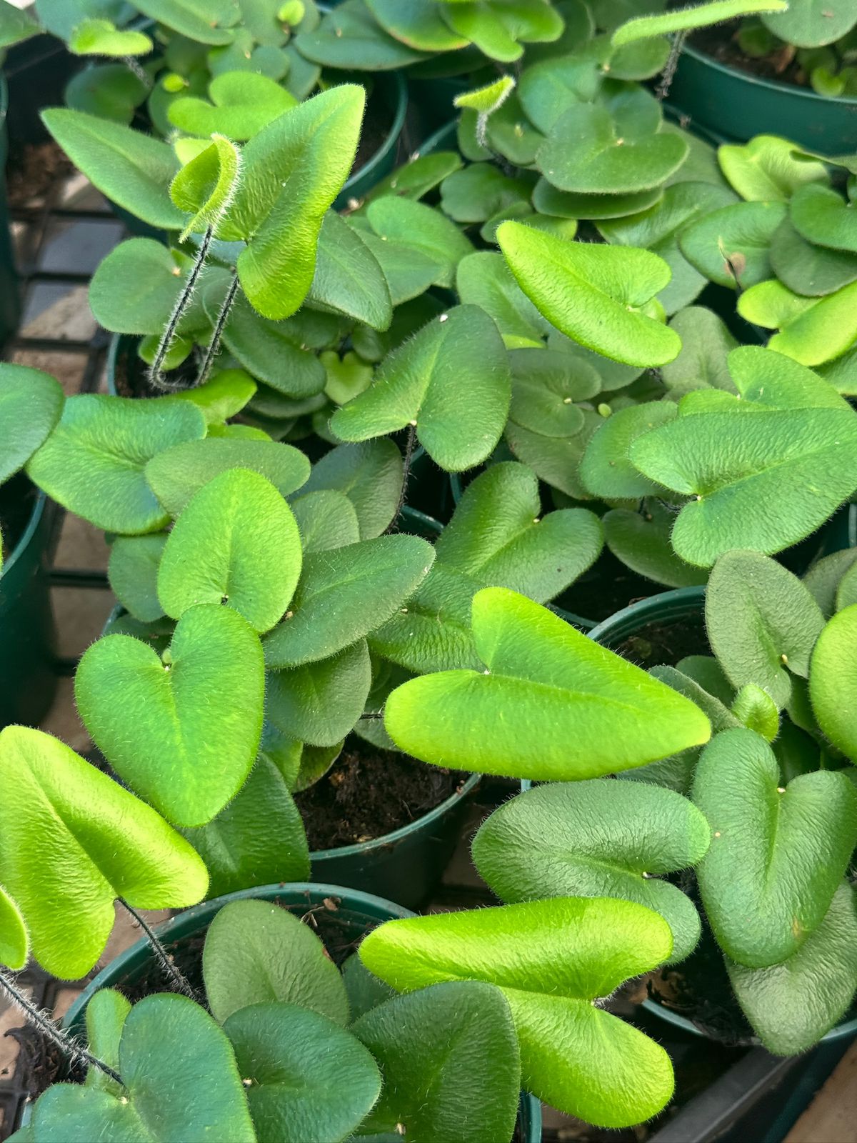 Hemionitis Arifolia