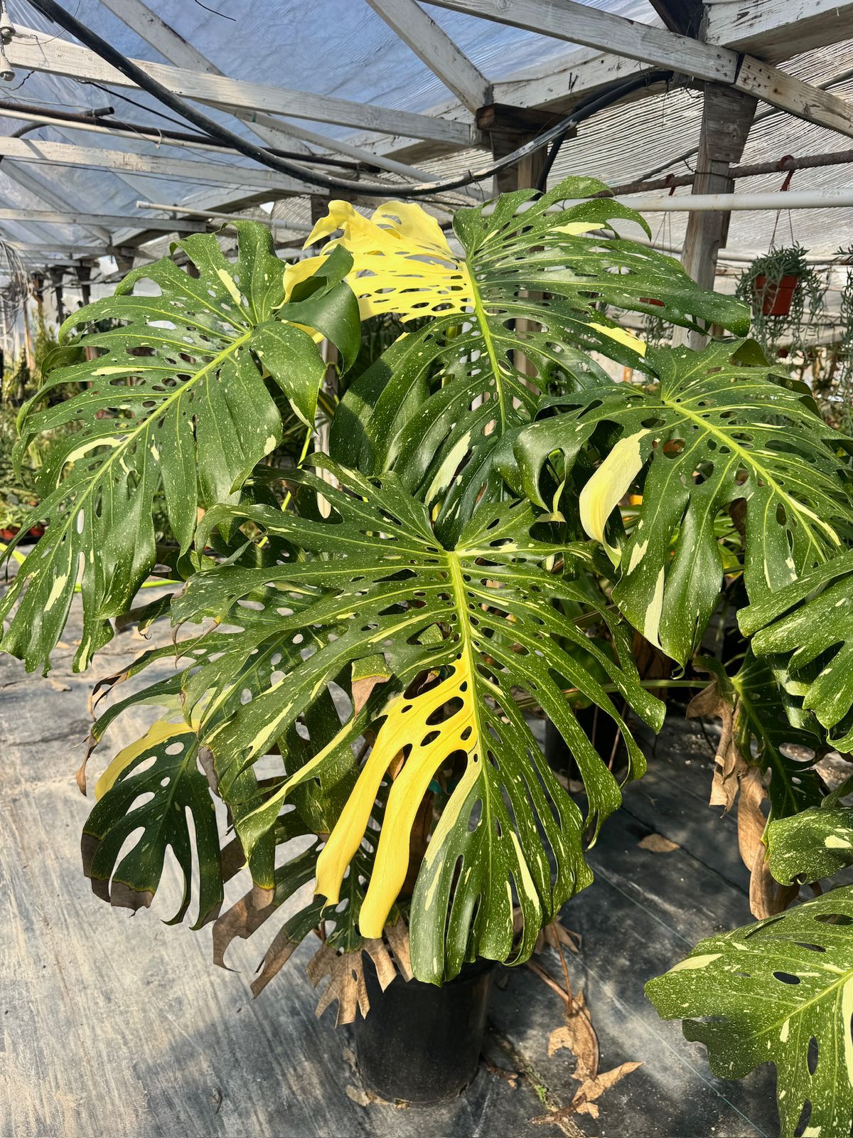 Monstera thai super jumbo