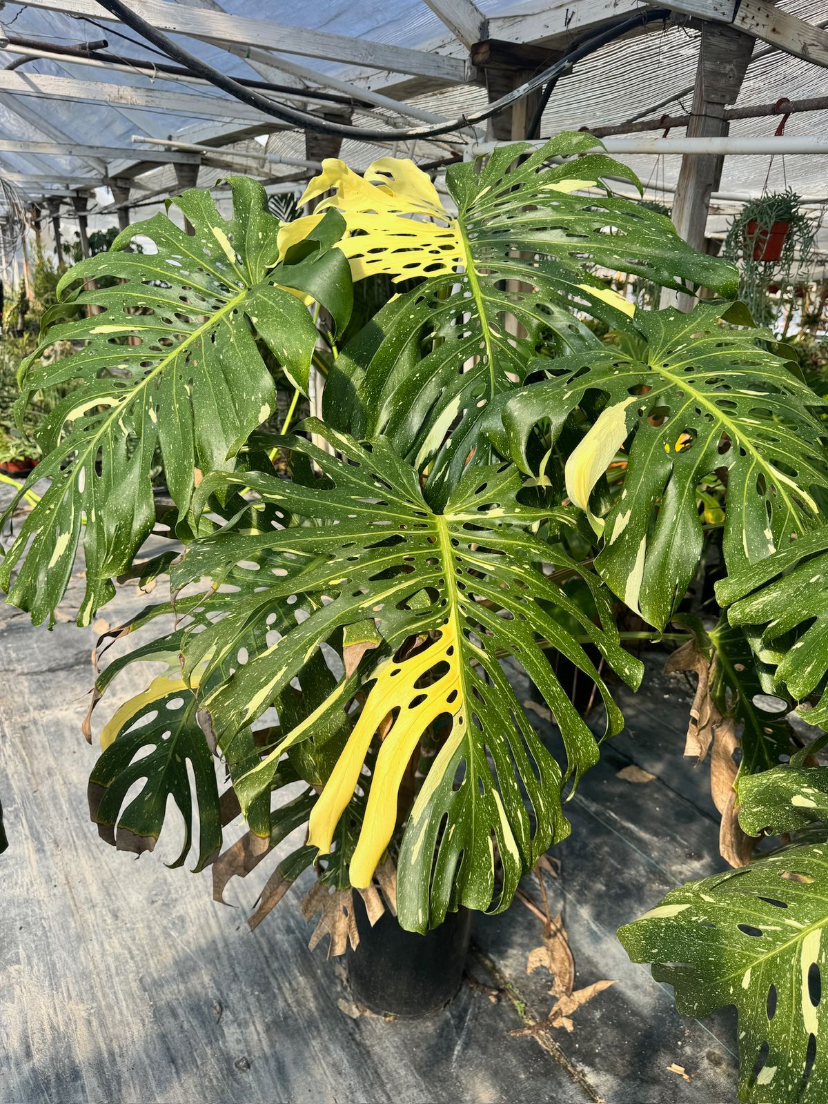 Monstera thai super jumbo