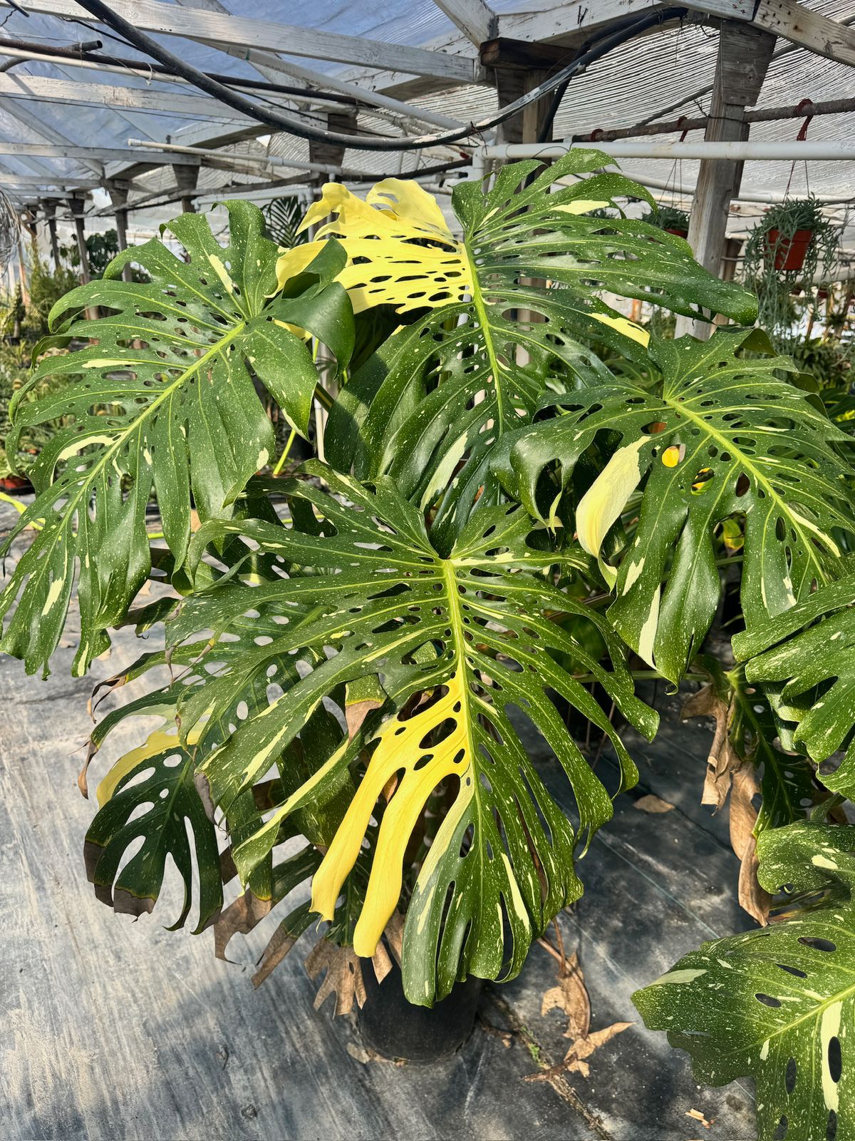 Monstera thai super jumbo