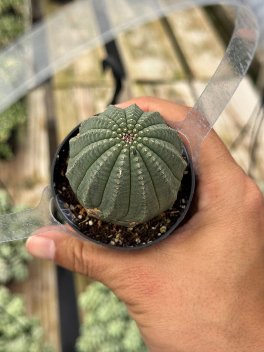 Euphorbia obesa híbrida 2.5”