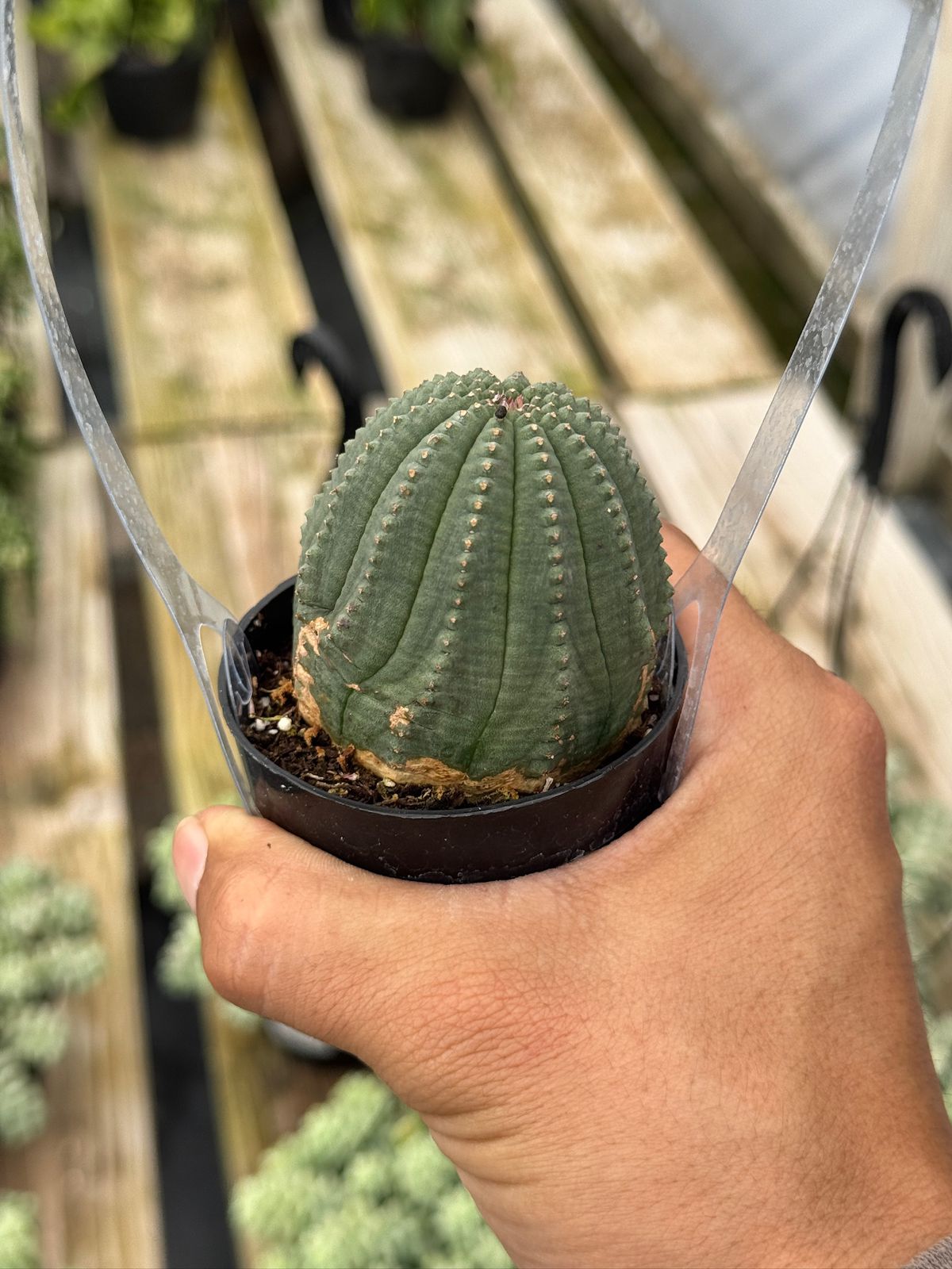 Euphorbia obesa híbrida 2.5”