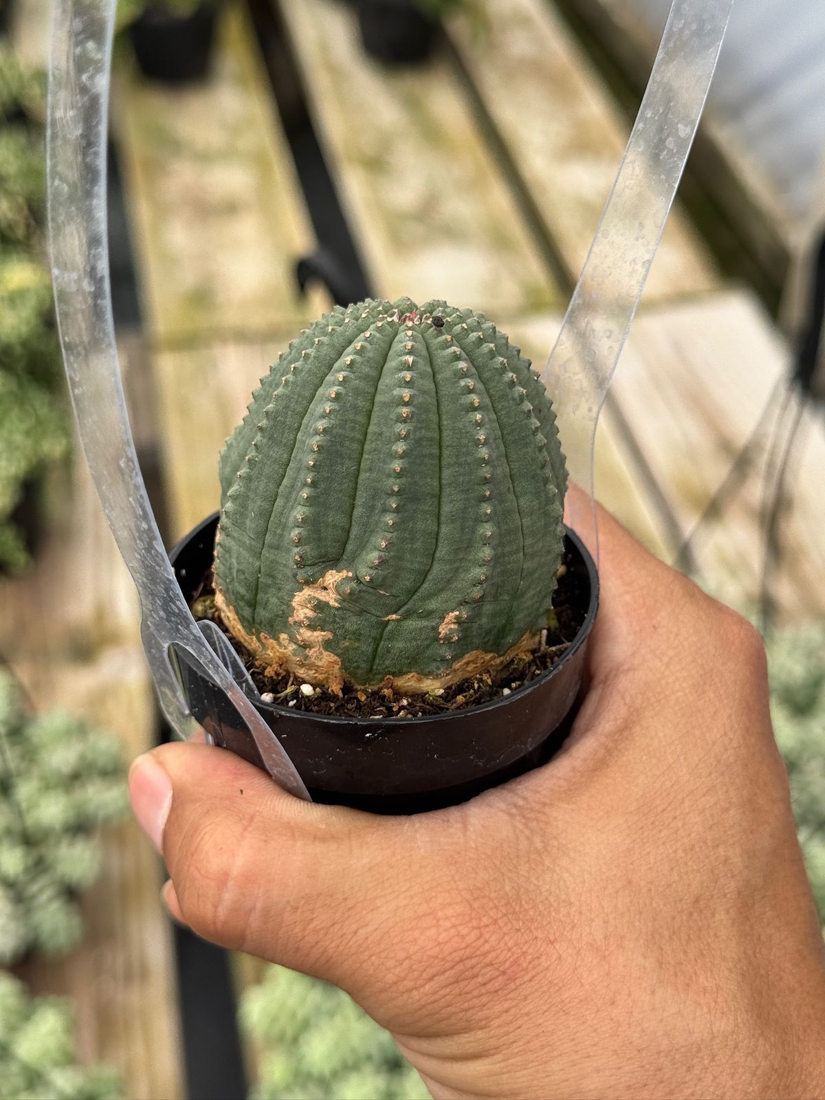 Euphorbia obesa híbrida 2.5”