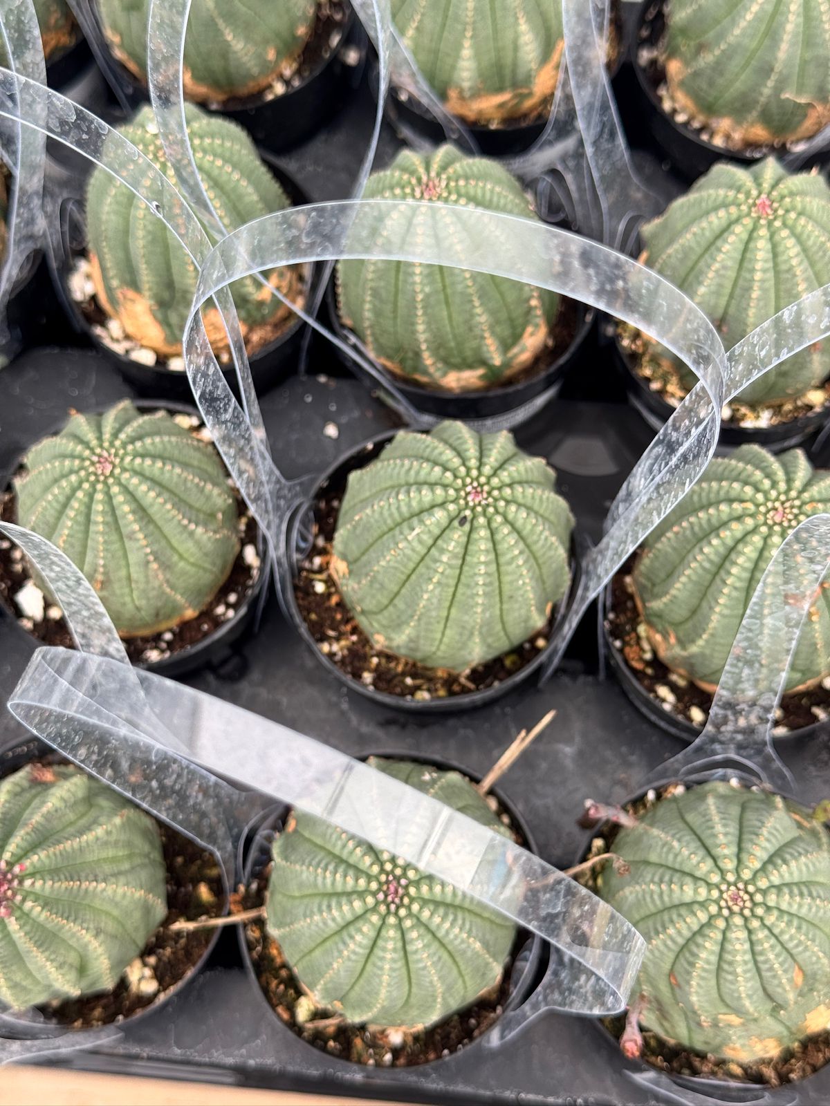 Euphorbia obesa híbrida 2.5”