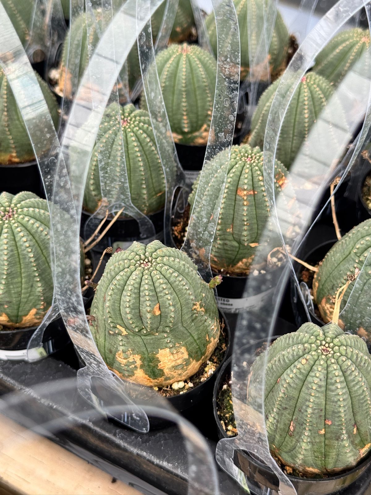 Euphorbia obesa híbrida 2.5”