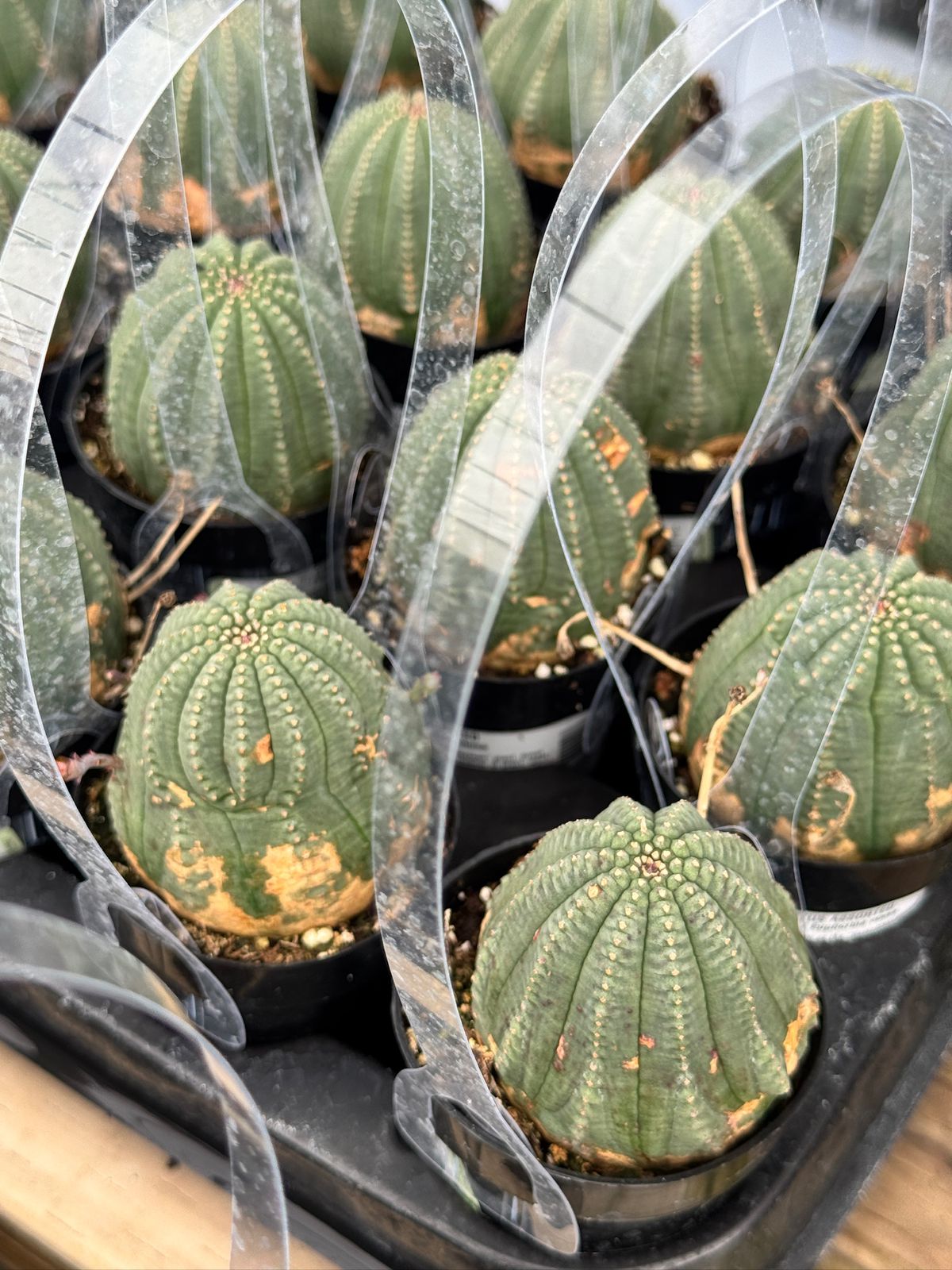 Euphorbia obesa híbrida 2.5”