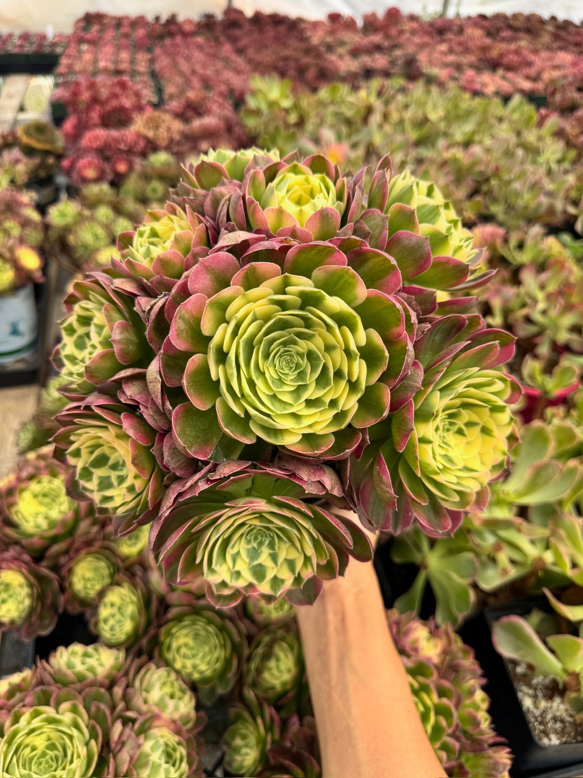 Aeonium yellow witch