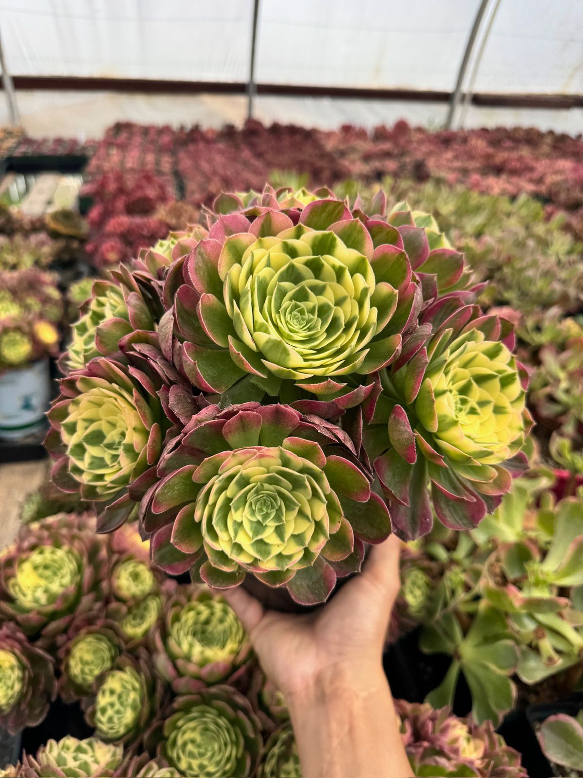 Aeonium yellow witch
