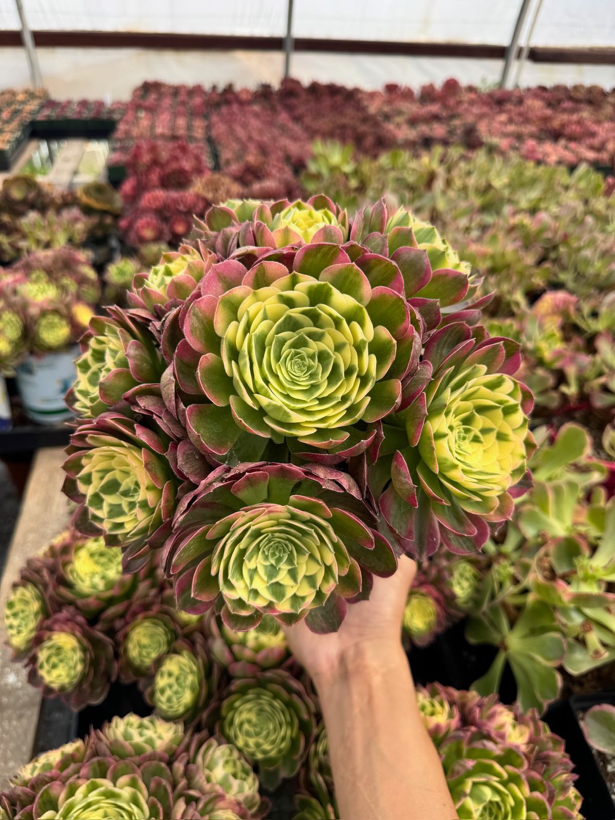 Aeonium yellow witch