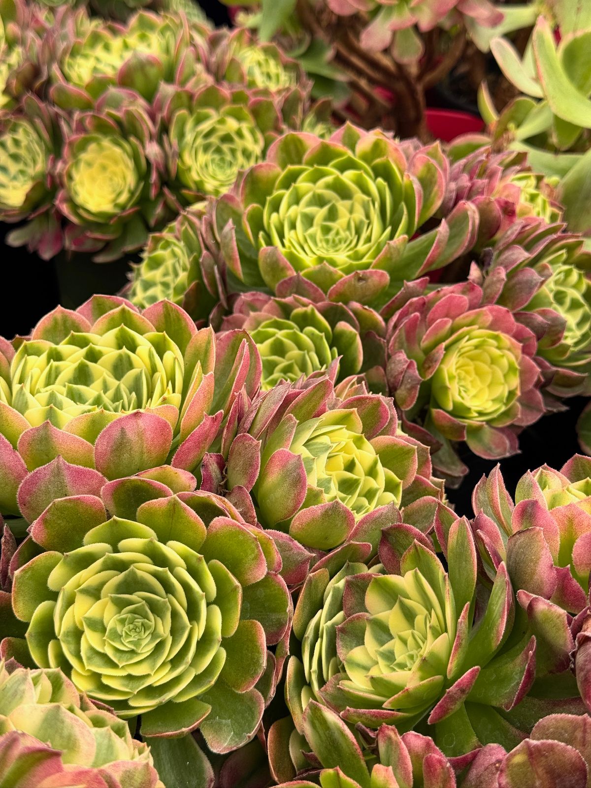 Aeonium yellow witch