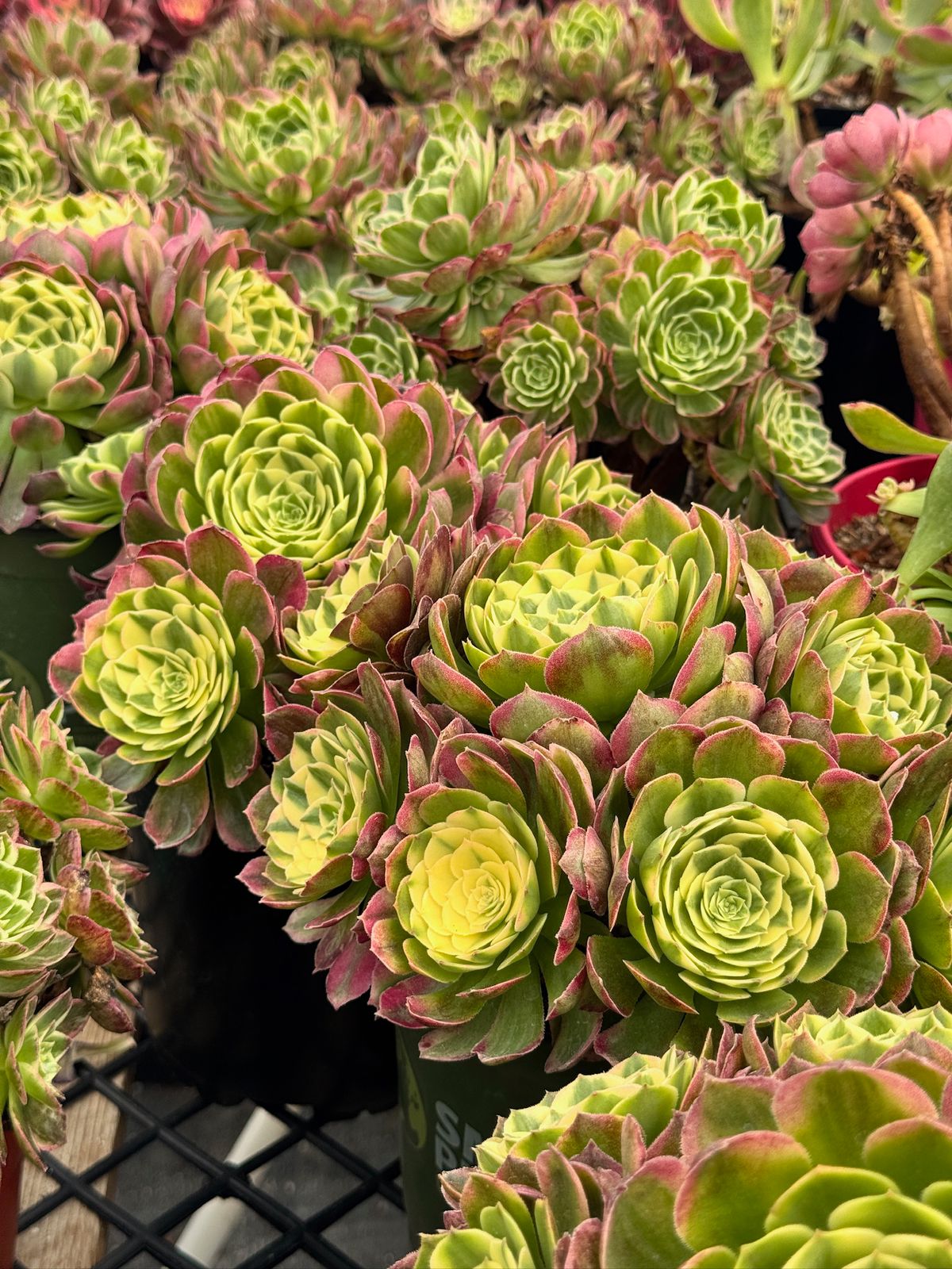Aeonium yellow witch