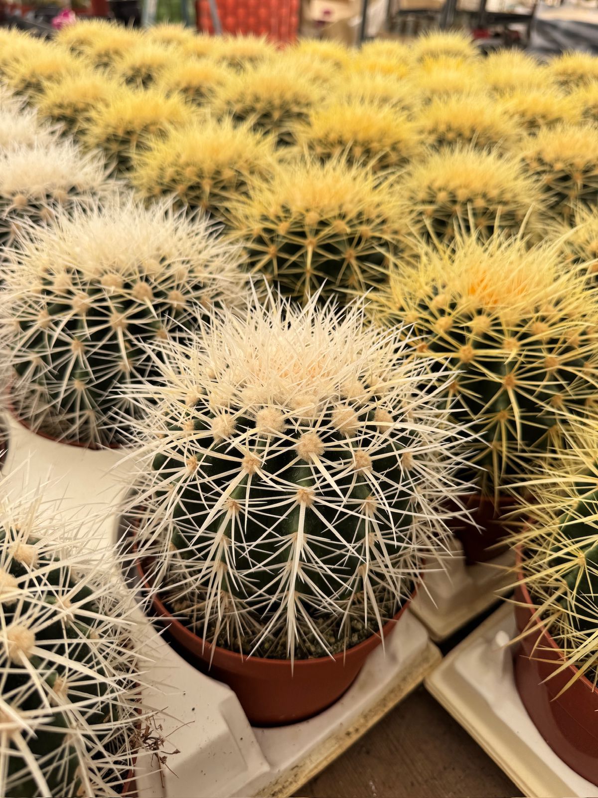Echinocactus grusonii albispinus 6”