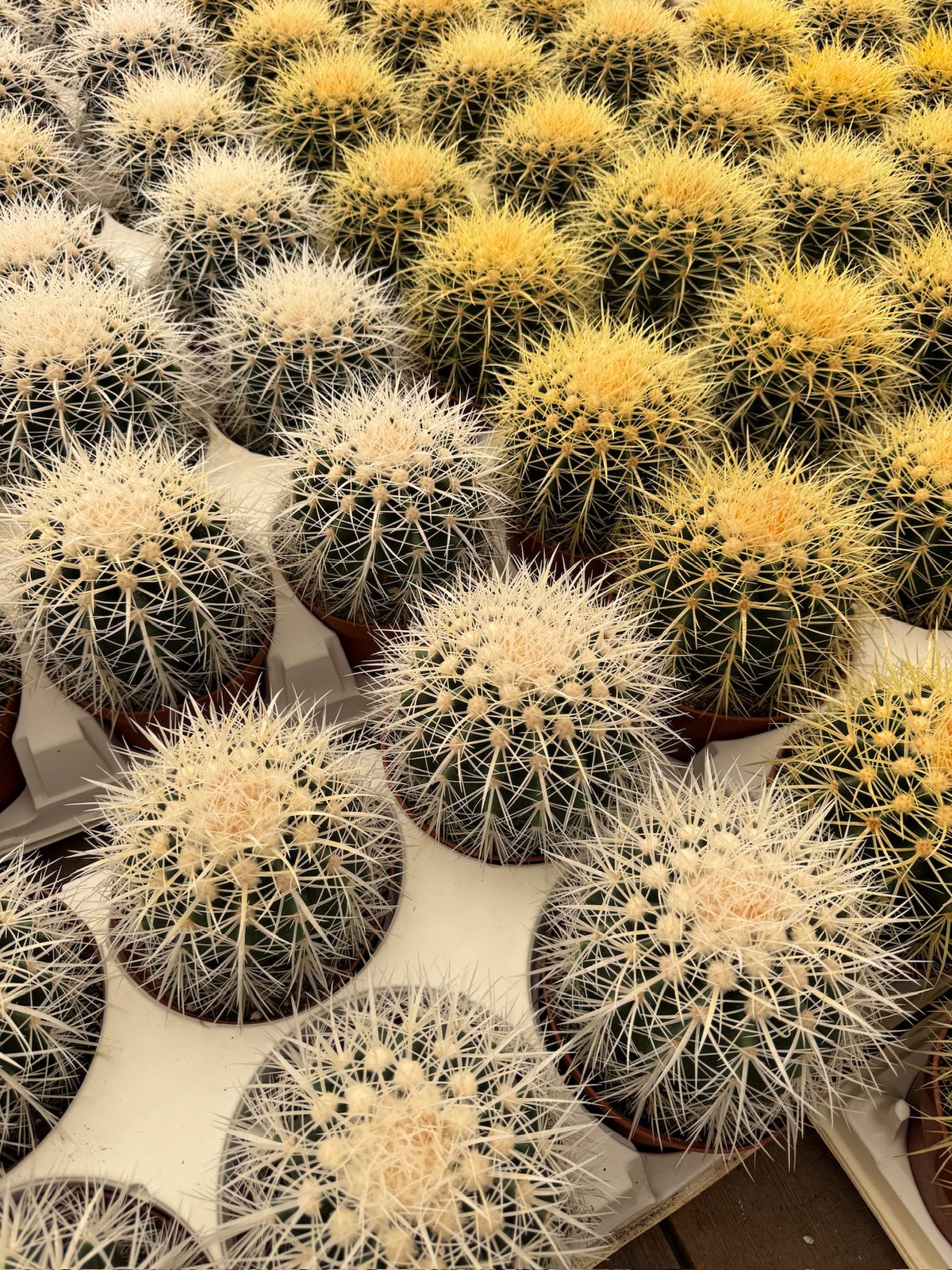 Echinocactus grusonii 6”