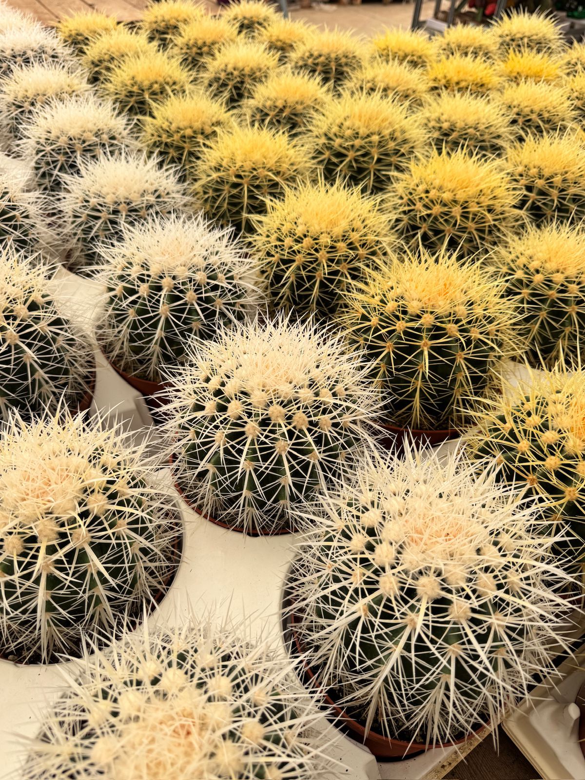 Echinocactus grusonii 6”