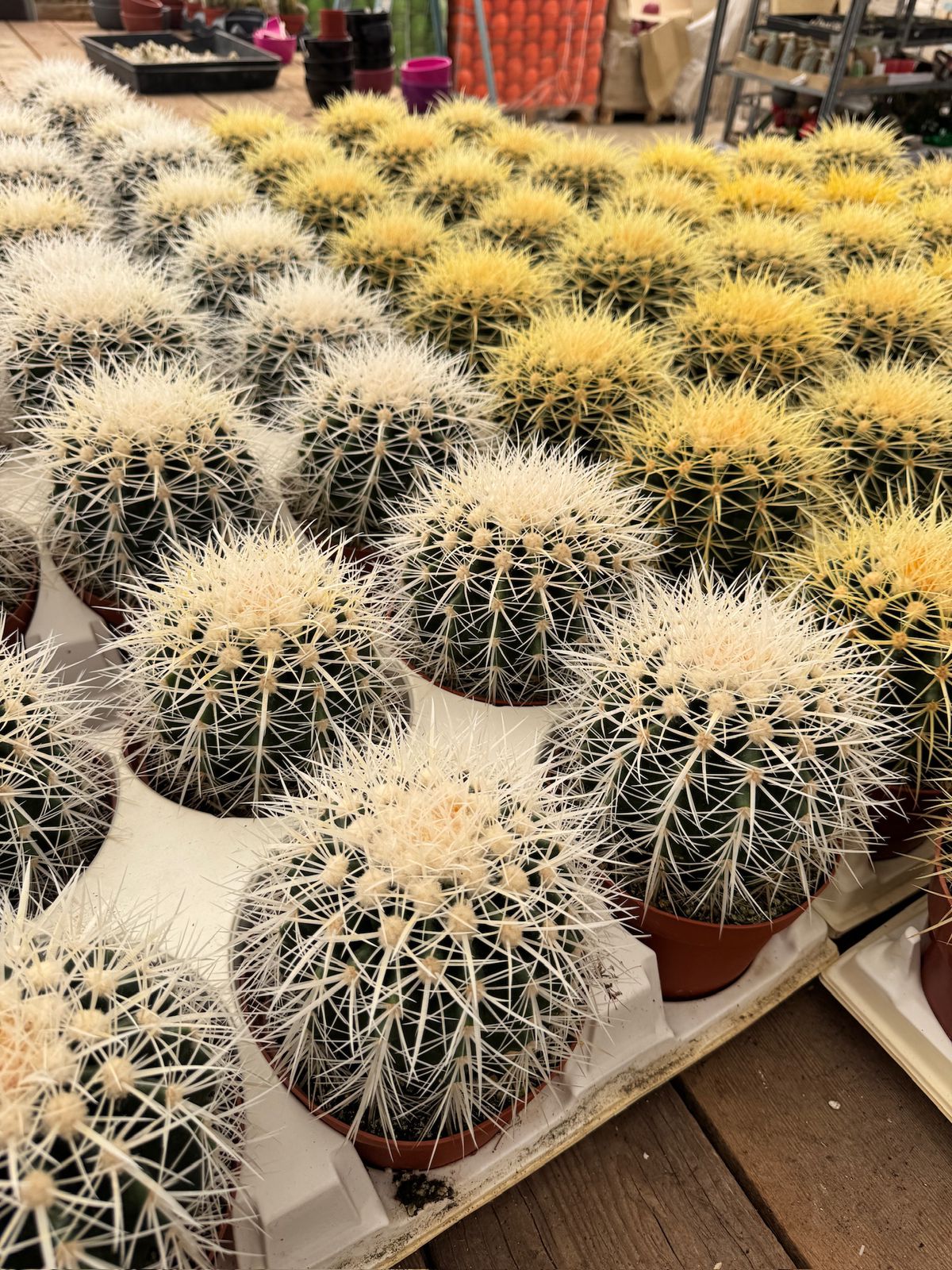 Echinocactus grusonii 6”