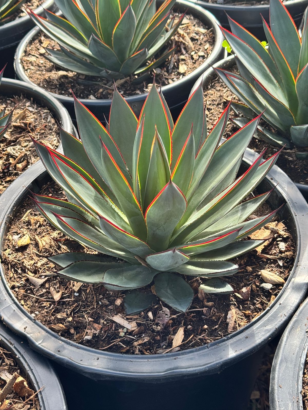 Agave blue glow jumbo