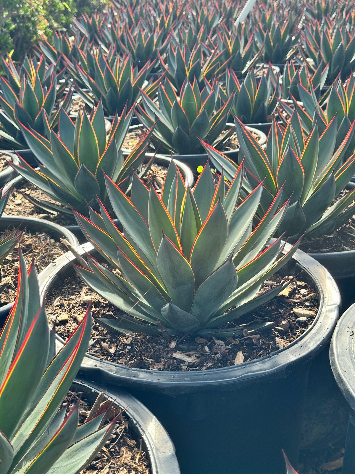 Agave blue glow jumbo